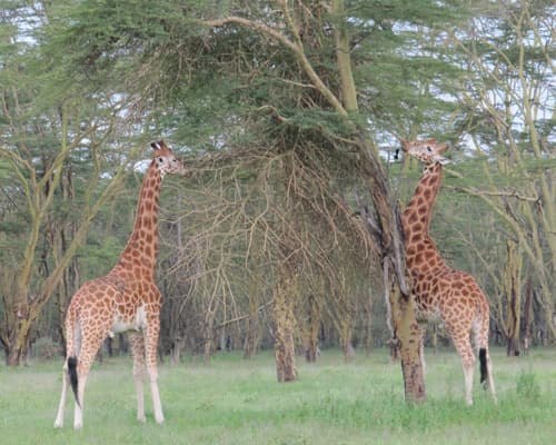 Imagen - Safari Wazi