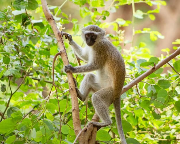 Image - Escapadinhas Gorongosa, Mozambique