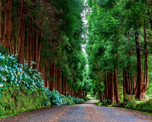 Imagem - Terceira & Pico