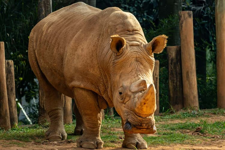 Image - Entradas al Zoo de São Paulo 