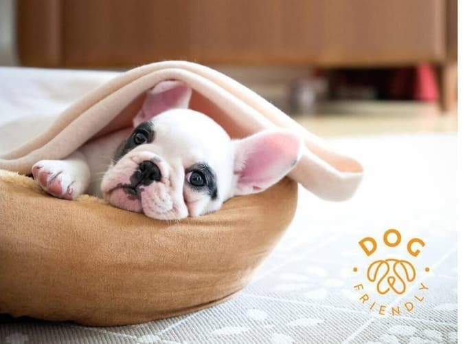 Imagem - Fiesta Americana Condesa Cancún Pet Friendly Options