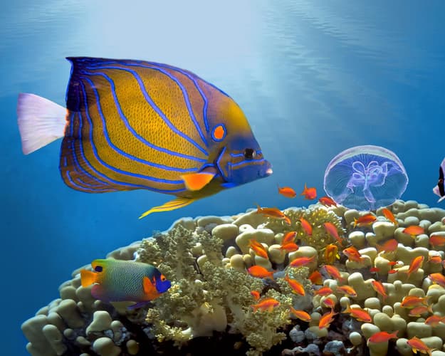 Immagine - Egitto, Sharm el-Sheikh family con voli di linea