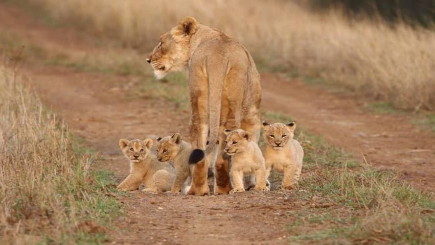 Obraz - Masai Mara Safari Verlängerung Mombasa