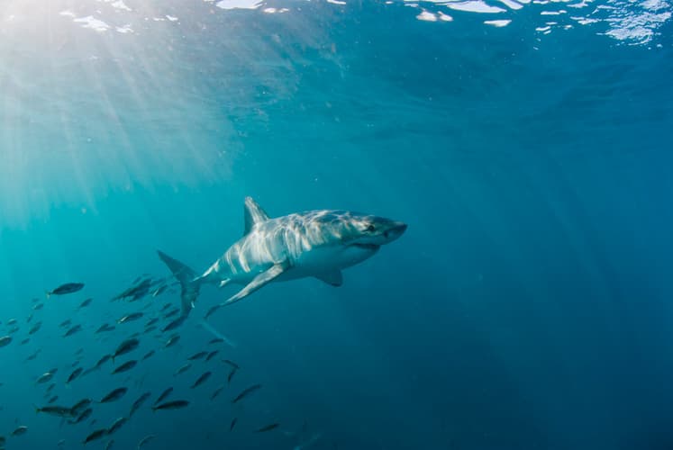 Imagem - 6 Days CAPE TOWN (4*- Full Day Marine Big 5 Safari)