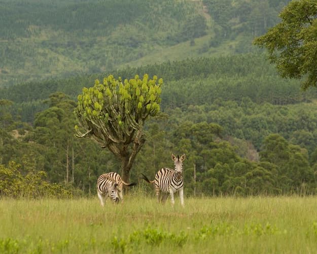 Imagen - Sudáfrica con Ruta Jardín