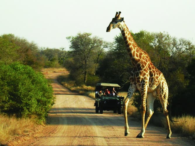 Imagen -  Safari al Kruger Park e Zanzibar
