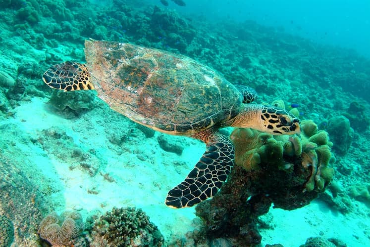 Bild - Seychelles