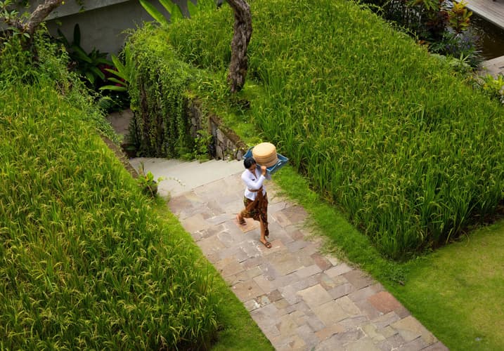 Bild - Adventure in Bali: From the rice fields of Ubud to the blue crater lake