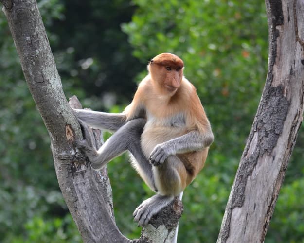 Beeld - Van jungle tot skyline: West-Maleisië, Borneo & Singapore