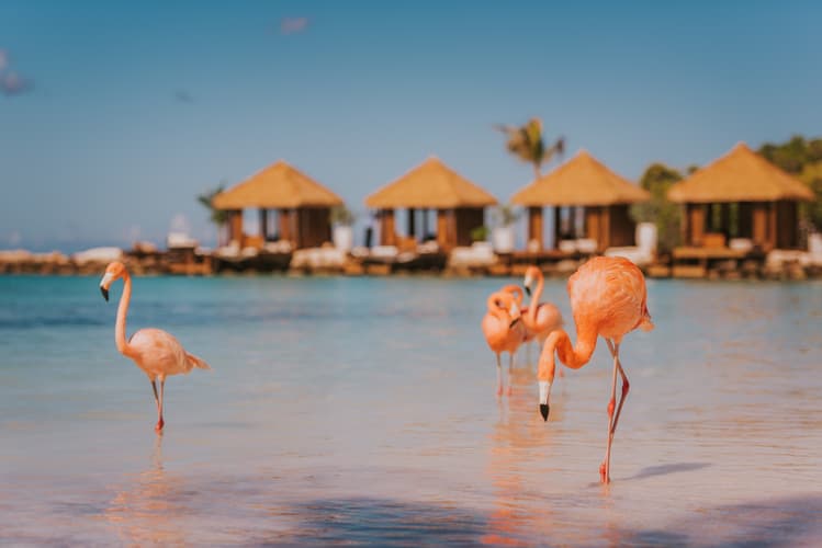 Image - 5D 4N Año Nuevo con Renaissance Wind Creek Aruba Resort 
