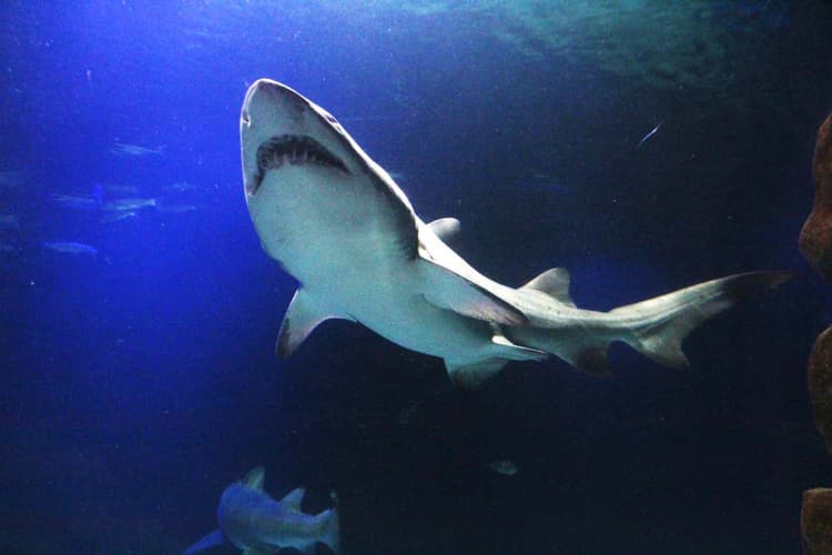 Image - Entrada a Oceanic Aquarium