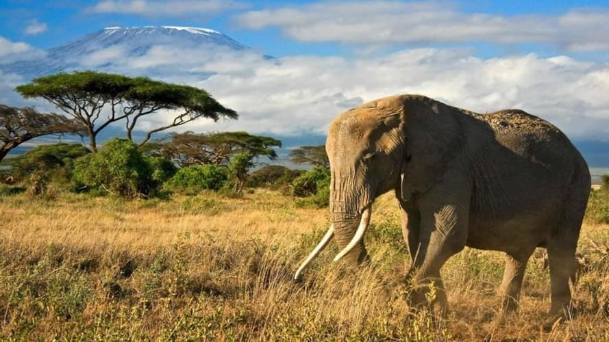 Image - 4 Tage Safari von Mombasa und Diani Beach