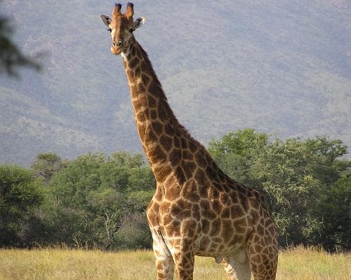 Imagen - BOTSWANA, DESDE MAUN A CATARATAS VICTORIA