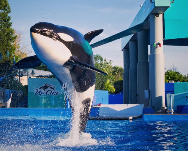 Imagen - Entrada a SeaWorld Orlando