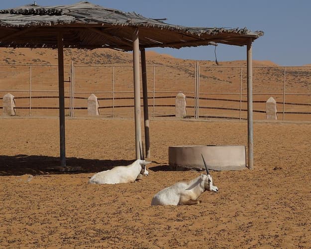 Imagen - OASIS DE OMAN 2027