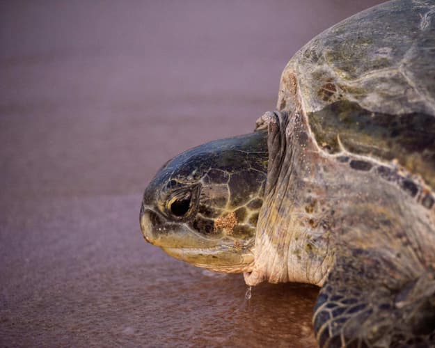 Image -  Turtle Watching at Ras Al Jinz Turtle Reserve