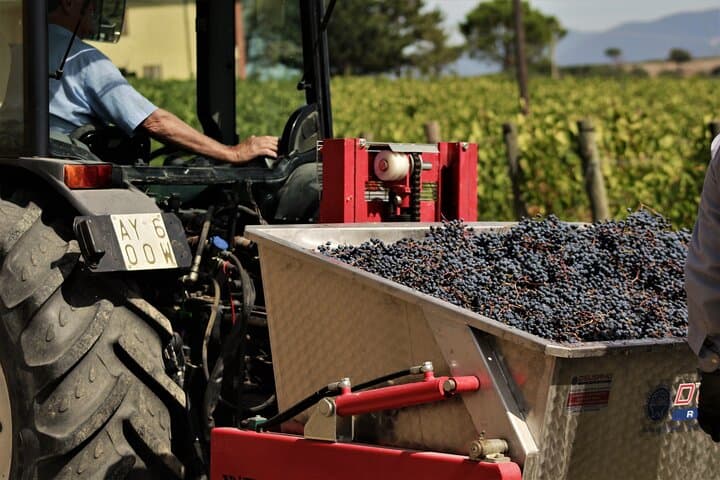 Imagem - Visita e degustazione di vini selezionati a Montefalco