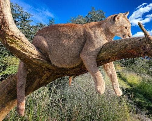 Imagen - Safari de 7 días en Uganda: Entebbe, Kampala, Murchison, Kibale y Queen Elizabeth