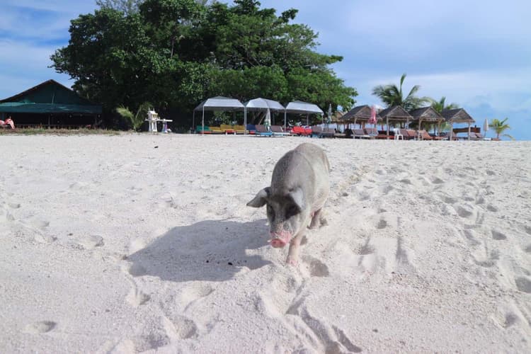 Immagine -  Phuket - Koh Samui -Bangkok, 10 days from Larnaca 5* with tours