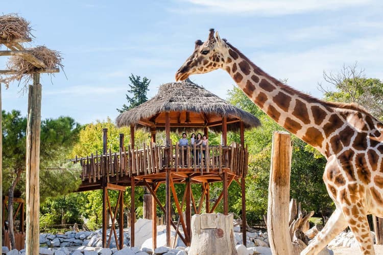 Bild - Madrid Zoo Aquarium Tickets