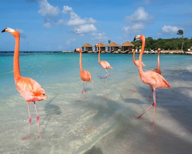 Imagen - Aruba + Carry on"11 al 15feb"