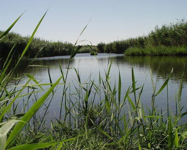 Kuva - From Amman to Shaumari Reserve and Azraq Wetland