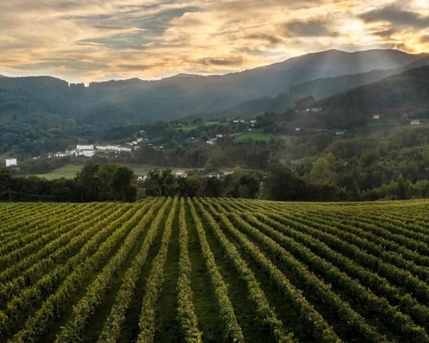 Image - Abellaneda y Bodegas Txa Txabarri (22 de agosto)