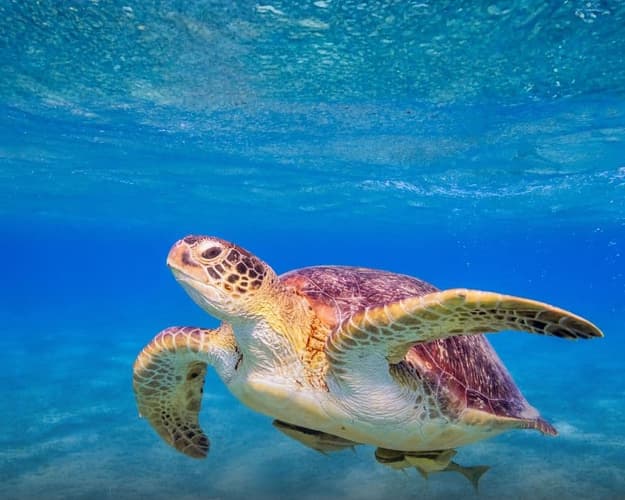 Imagen -  Marsa Alam: Bahía de las Tortuga