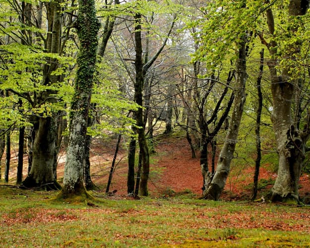 Imagen - Ruta guiada: hayedo de Boheriza (4 de septiembre)