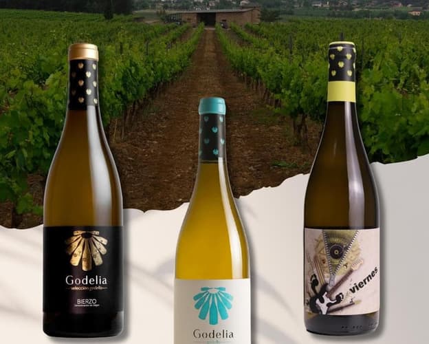 Imagen - Cata Enkarterri Fest | Tres miradas, una uva: el alma del godello