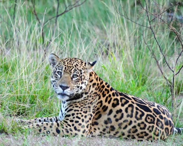 Imagem - 🌿 Pantanal Norte - Hotel Santa Rosa