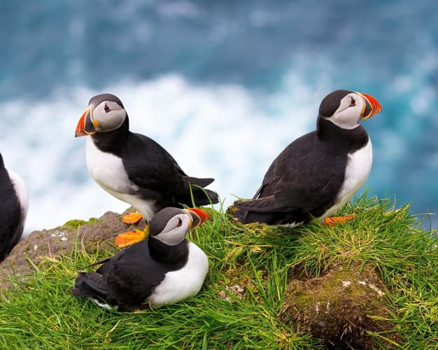 Bild - 3 Nights. FAROE ISLAND, Denmark. Hilton Garden Inn Faroe Islands 4* (BB) + Tour  