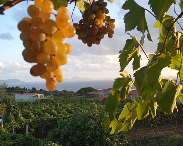 Immagine - Degustazione panoramica sul golfo di Napoli