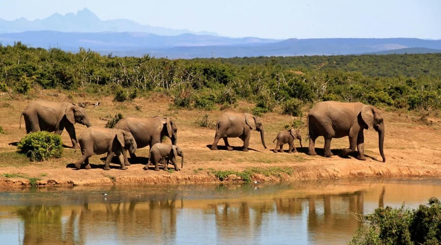 Immagine - SAFARI IN KENYA 1 NOTTE & MARE AL LION BEACH RESORT