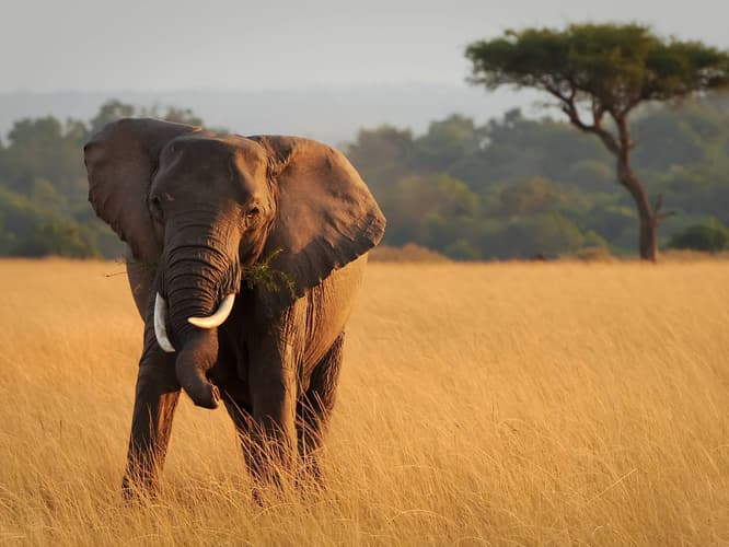 Immagine - LION BEACH RESORT 4* + SAFARI 2 NOTTI TSAVO EST/OVEST