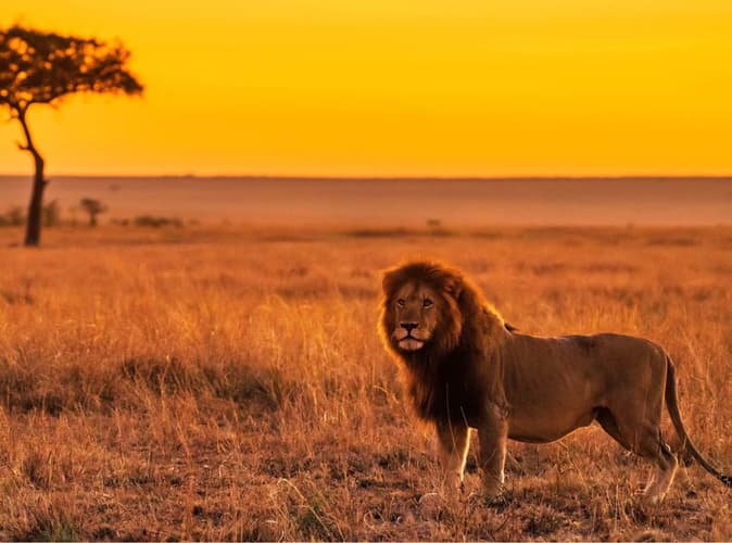 Immagine - LION BEACH RESORT 4* + SAFARI 3 NOTTI TSAVO EST/AMBOSELI/OVEST