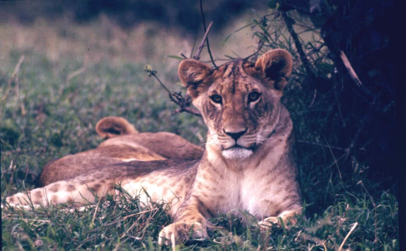 Imagen - Tierras de Tanzania en 4x4 - Simba Lodges