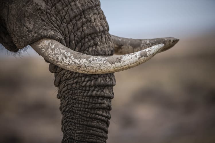 Imagen - Sudáfrica Perla - Privado