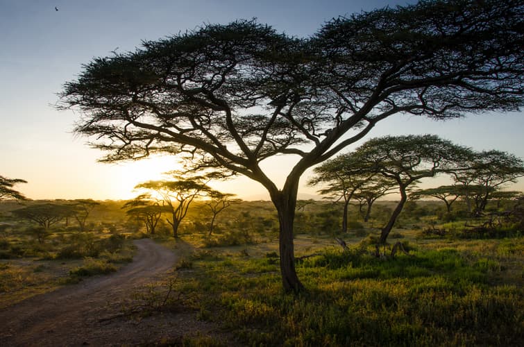 Imagen - Solo Tanzania - Serena Lodges + Tarangire Simba en 4x4