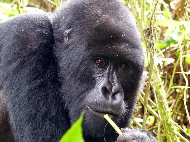 Image - Uganda Southern Bwindi Gorillas Safari (desde Kigali -Rwanda) - Privado