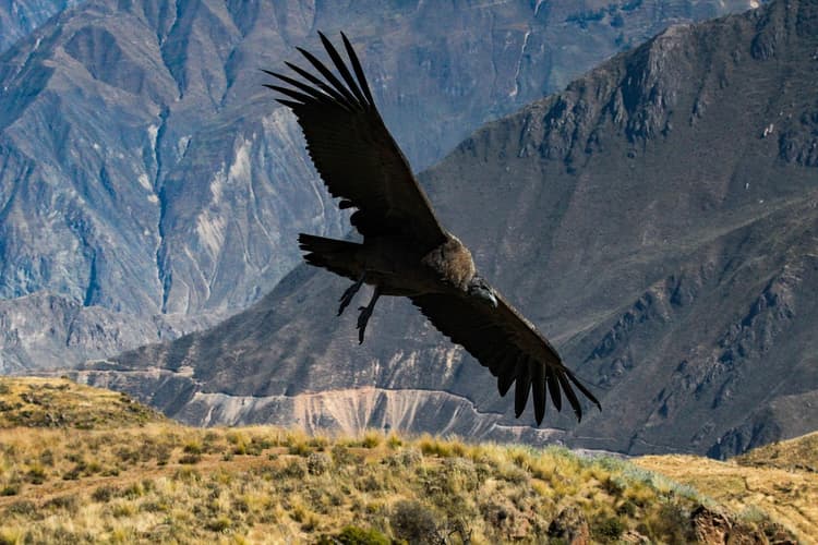 Image - Visita turística al Cañón del Colca y traslado a Puno