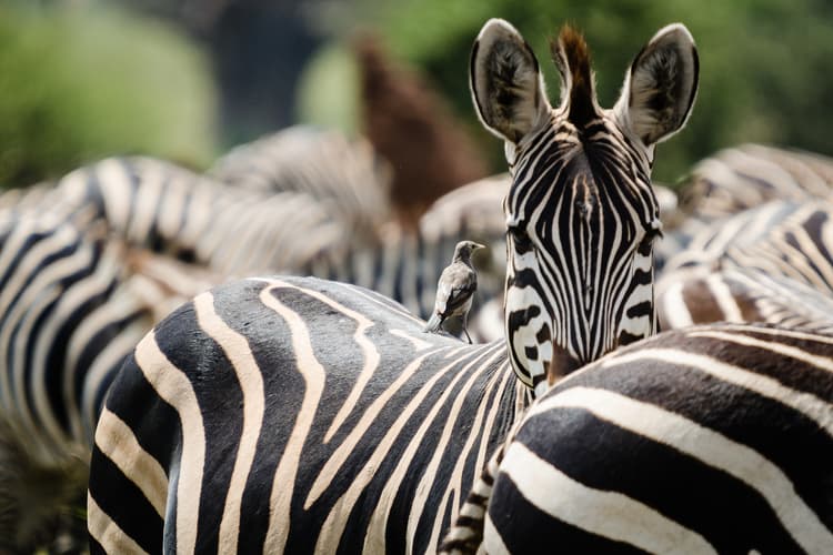 Imagen - Tierras de Tanzania en 4x4 - Serena Lodges