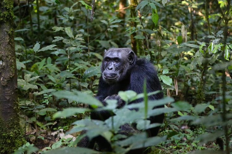 Image - Safari de vida salvaje de Uganda y encuentro con primates
