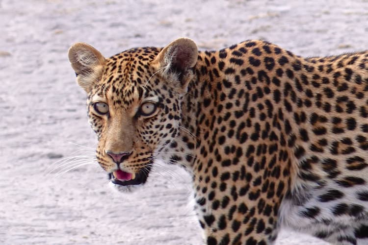 Imagen - Extensión a Botswana: Cataratas Victoria, Chobe y Okavango