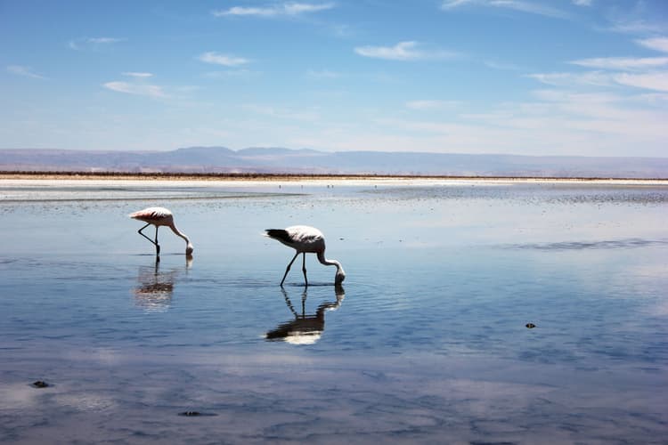Imagen - Experiencia Atacama Plus