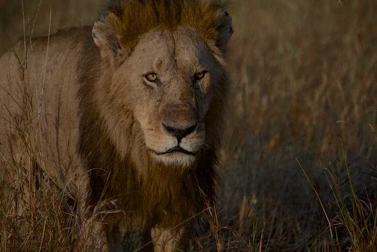 Image - Safari Ziwa Classic en 4 x4