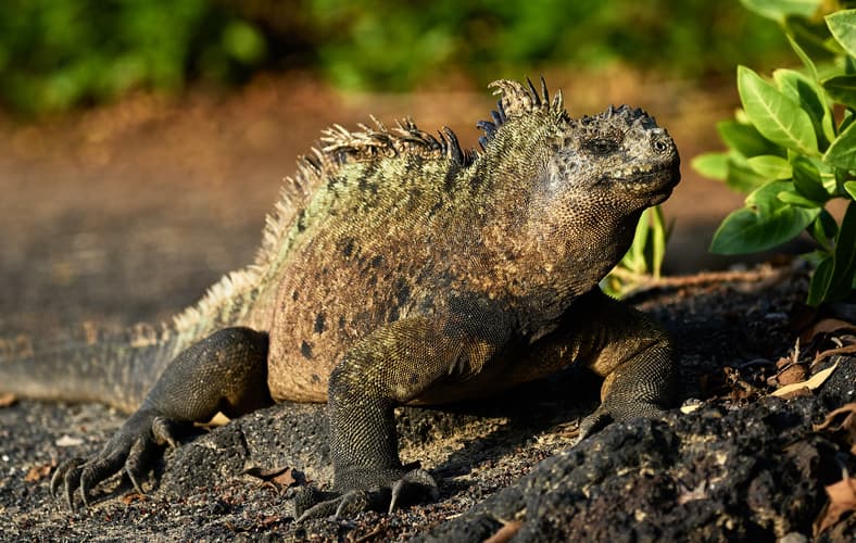 Image - Galapagos Island Hopping