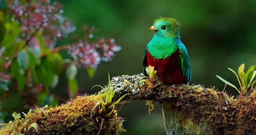 Imagen - Costa Rica Naturaleza Exuberante - Self Drive (sin seguro)