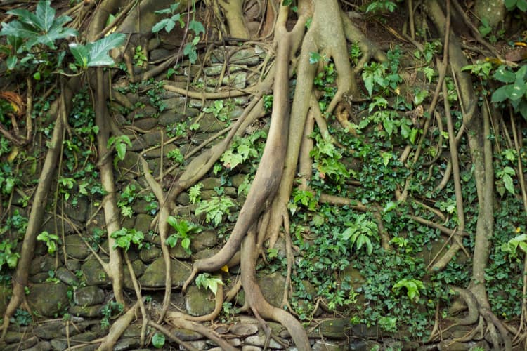 Image - Borneo y Bali (con Ubud) en PRIVADO