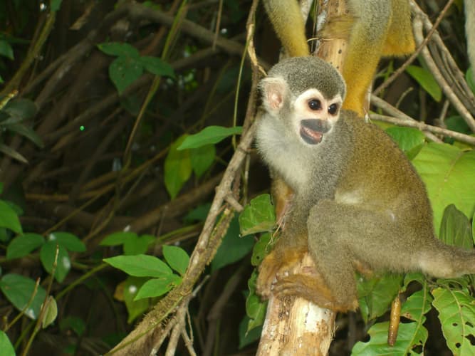 Imagem - Amazonas, Triple Frontera
